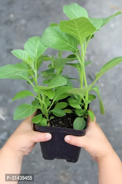 Natural Ashwagandha/Indian Ginseng Plant