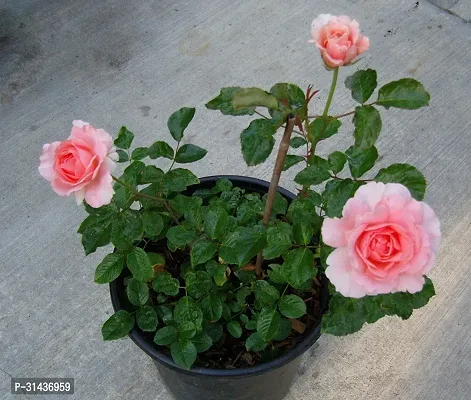 Natural Rose Plant