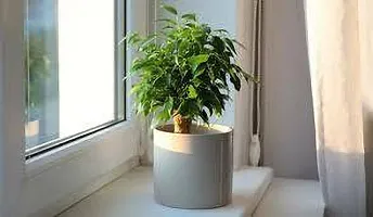 Natural Ficus Plant-thumb1