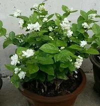 Natural Jasmine Plant-thumb2