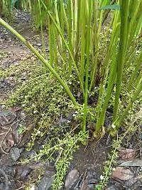 Natural Elaichi/Cardamom Plant-thumb1