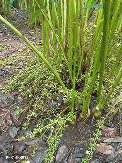 Natural Elaichi/Cardamom Plant-thumb2