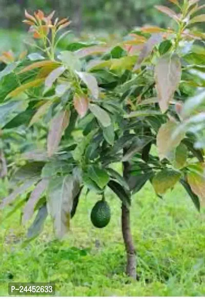 Natural Avocado Plant-thumb0