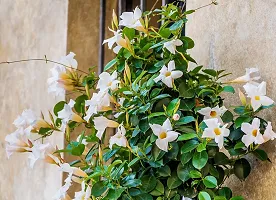 Natural Mandevilla Plant-thumb2