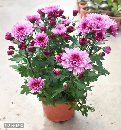 Natural Chrysanthemum Plant