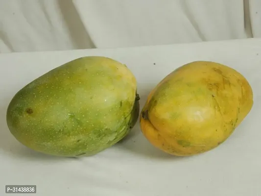 Natural Mango Plant-thumb0