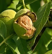 Natural Walnut Plant-thumb1