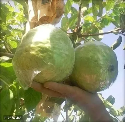 Guava Plant-thumb0