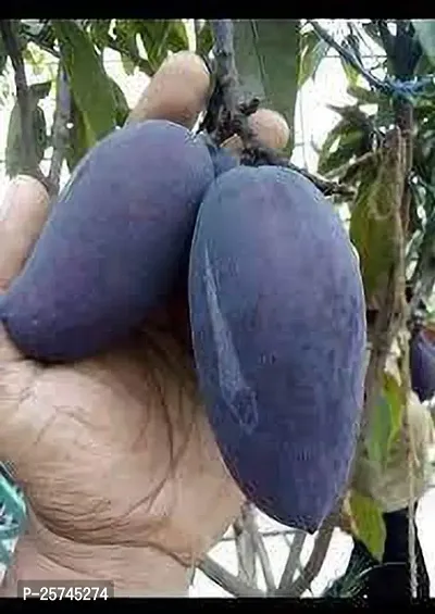 Mango Plant-thumb4