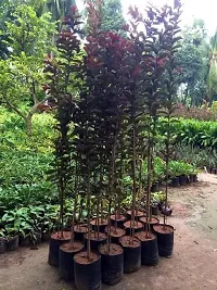 Natural Guava Plant-thumb4