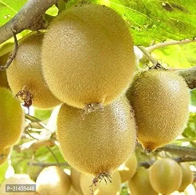 Natural Kiwi Plant