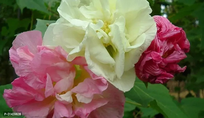 Natural Lotus Plant-thumb2