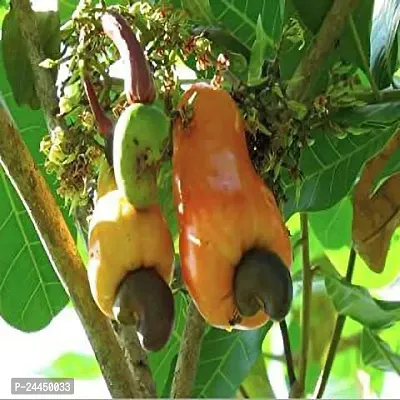 Natural Cashew Apple Plant-thumb2