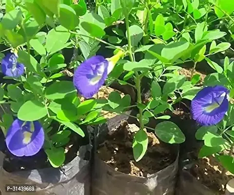 Natural Aparajita/ Butterfly Pea Plant-thumb2