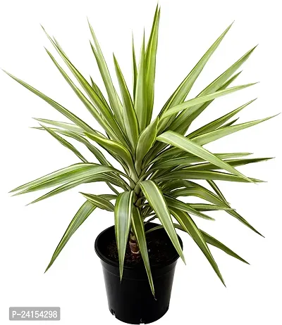 Dracaena Plant-thumb0