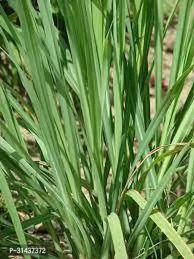 Natural Lemon Grass Plant-thumb2