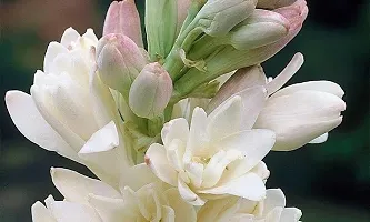 Natural Tuberose/Rajnigandha Plant-thumb2