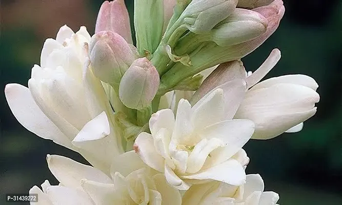 Natural Tuberose/Rajnigandha Plant-thumb3