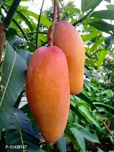 Natural Mango Plant-thumb0