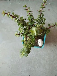 Natural Jade Plant-thumb2