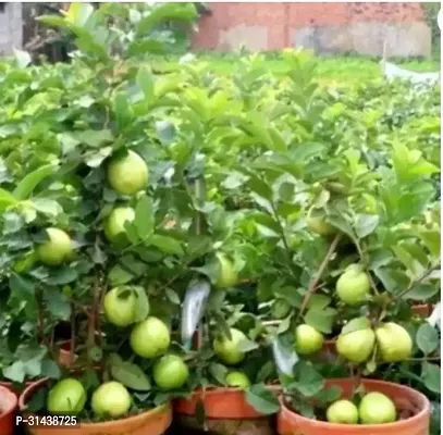 Natural Guava Plant-thumb0