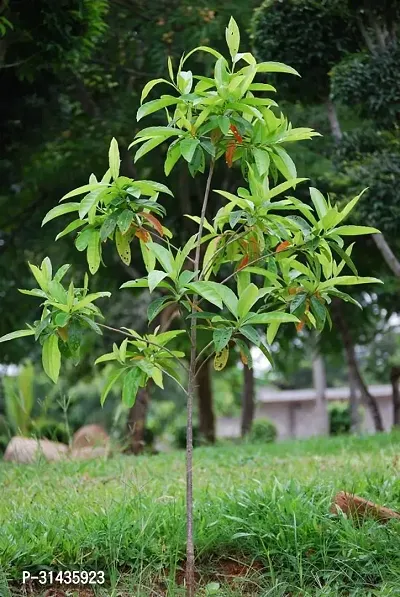 Natural Rudraksha Plant-thumb0