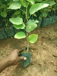 Natural Red Sandalwood Plant-thumb3