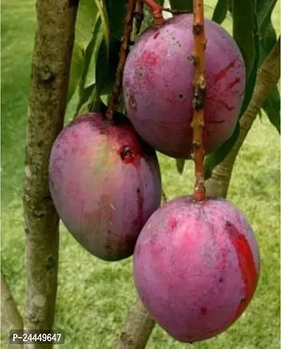 Natural Mango Plant