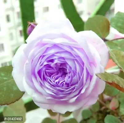 Natural Rose Plant-thumb0