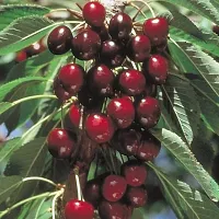 Natural Cherry Fruit Plant-thumb3