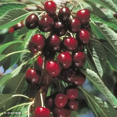 Natural Cherry Fruit Plant-thumb4