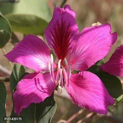 Natural Bauhinia Acuminata Plant-thumb0