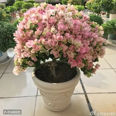 Natural Bougainvillea Plant-thumb0