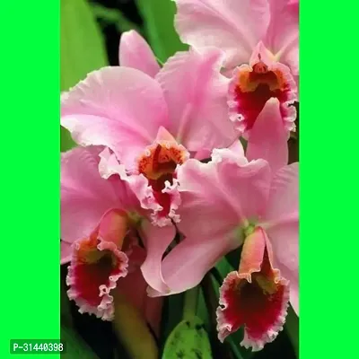 Natural Orchid Plant-thumb0