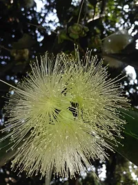 Natural Jamun Plant-thumb3