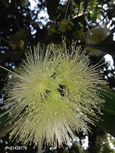 Natural Jamun Plant-thumb4