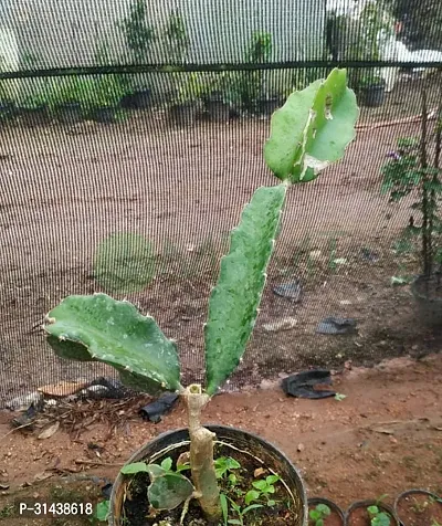 Natural Dragon Tree