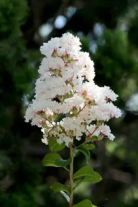 Natural Madhumalti/Rangoon Creeper Plant-thumb1