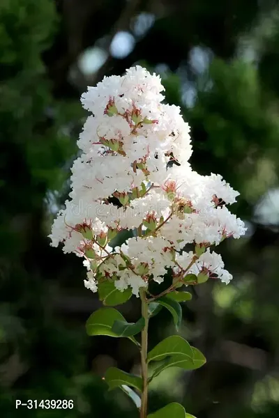 Natural Madhumalti/Rangoon Creeper Plant-thumb2