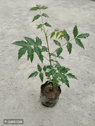 Natural Neem Plant-thumb0