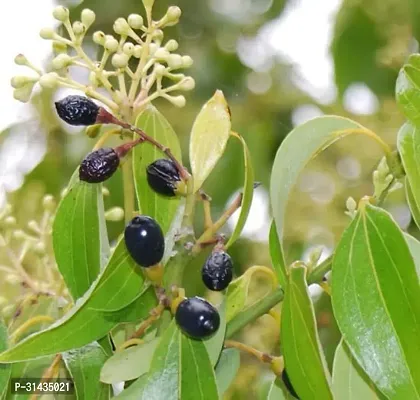 Natural Bay Leaf Plant-thumb0