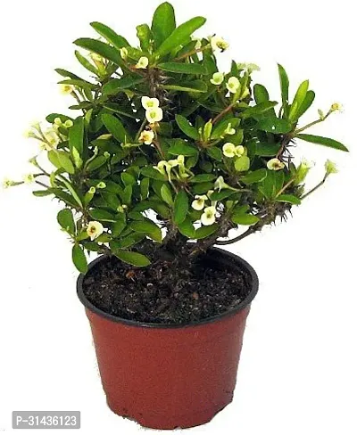 Natural Euphorbia Plant-thumb0