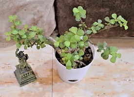 Natural Jade Plant-thumb2