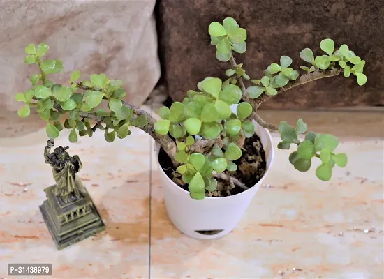 Natural Jade Plant-thumb3