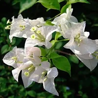 Natural Bougainvillea Plant-thumb1