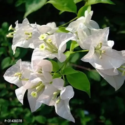 Natural Bougainvillea Plant-thumb2