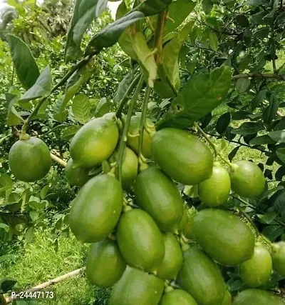 Natural Lemon Plant