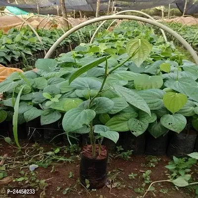 Natural Black Pepper Plant