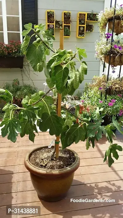 Natural Gular/Cluster Fig Plant-thumb0