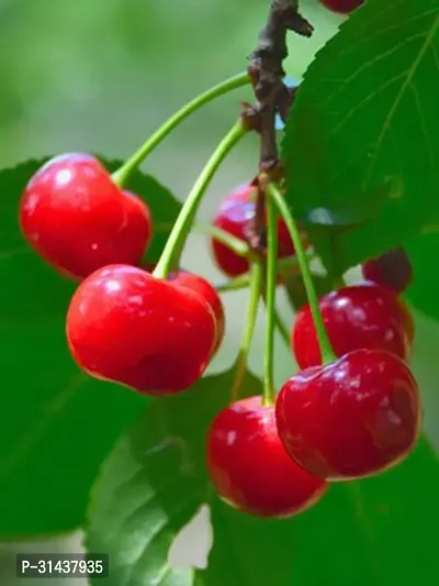 Natural Cherry Fruit Plant-thumb0